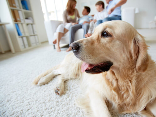 IAQ and Your Pet: What Homeowners Need to Know